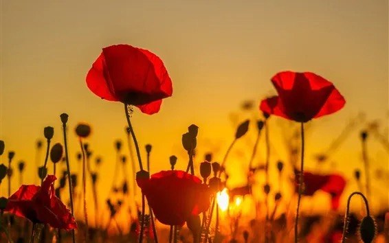 Coquelicots